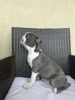 Puppy 3, a male Boston Terrier for sale in Merced, CA – 8 of 10