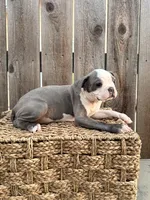 Puppy 4, a female Boston Terrier for sale in Merced, CA – 5 of 5