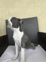 Puppy 3, a male Boston Terrier for sale in Merced, CA – 7 of 10
