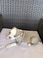 Puppy 2 , a female Boston Terrier for sale in Merced, CA – 5 of 5