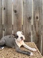Puppy 4, a female Boston Terrier for sale in Merced, CA – 4 of 5