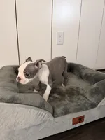 Puppy 4, a female Boston Terrier for sale in Merced, CA – 4 of 5
