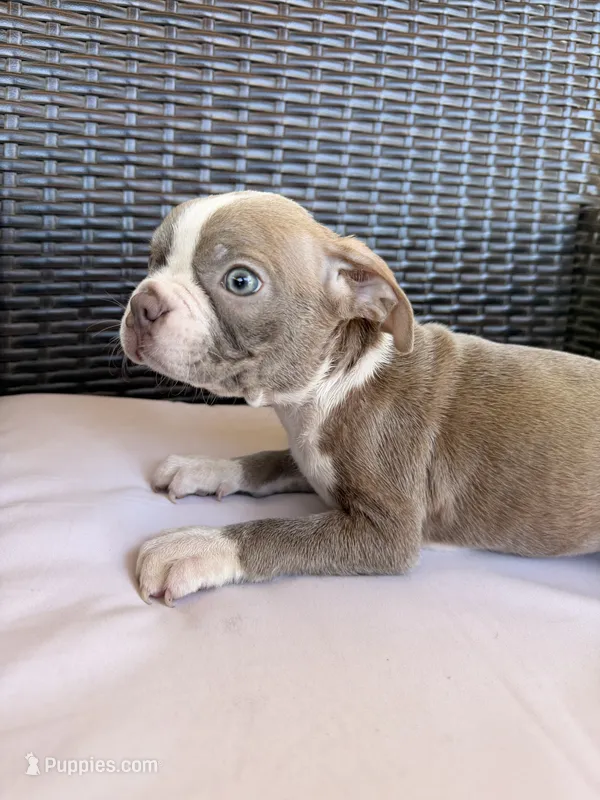 Puppy 1 – Boston Terrier puppy for sale in Merced, CA