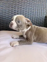Puppy 1, a male Boston Terrier for sale in Merced, CA – 1 of 3
