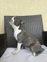 Puppy 3, a male Boston Terrier for sale in Merced, CA – 9 of 10