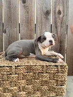 Puppy 4, a female Boston Terrier for sale in Merced, CA – 3 of 5