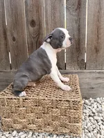 Puppy 3, a male Boston Terrier for sale in Merced, CA – 3 of 10