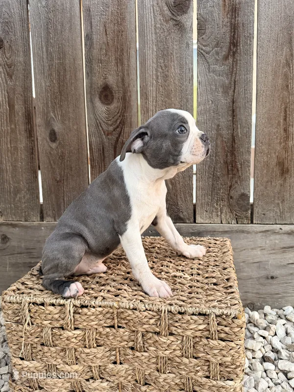 Puppy 3 – Boston Terrier puppy for sale in Merced, CA
