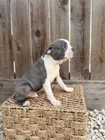 Puppy 3, a male Boston Terrier for sale in Merced, CA – 1 of 10