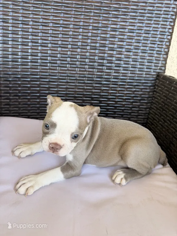 Puppy 2  – Boston Terrier puppy for sale in Merced, CA
