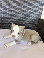 Puppy 2 , a female Boston Terrier for sale in Merced, CA – 1 of 5
