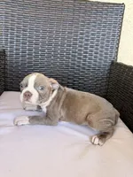 Puppy 1, a male Boston Terrier for sale in Merced, CA – 2 of 3