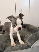 Puppy 3, a female Boston Terrier for sale in Merced, CA – 3 of 4