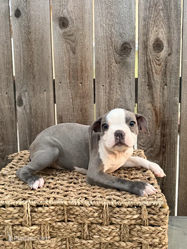 Puppy 4 – Boston Terrier puppy for sale in Merced, CA