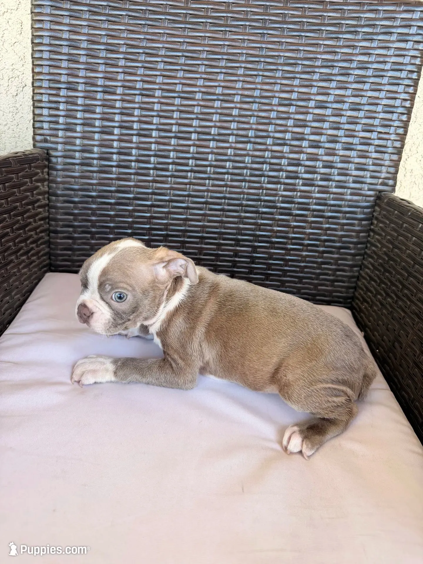 Puppy 1, a male Boston Terrier for sale in Merced, CA – 3 of 3