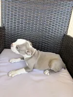 Puppy 2 , a female Boston Terrier for sale in Merced, CA – 4 of 5