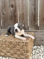 Puppy 3, a male Boston Terrier for sale in Merced, CA – 6 of 10