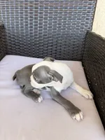 Puppy 4, a female Boston Terrier for sale in Merced, CA – 3 of 5