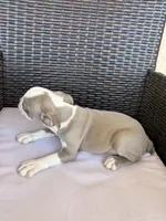 Puppy 2 , a female Boston Terrier for sale in Merced, CA – 3 of 5