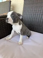 Puppy 3, a female Boston Terrier for sale in Merced, CA – 4 of 4