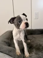 Puppy 3, a female Boston Terrier for sale in Merced, CA – 1 of 4