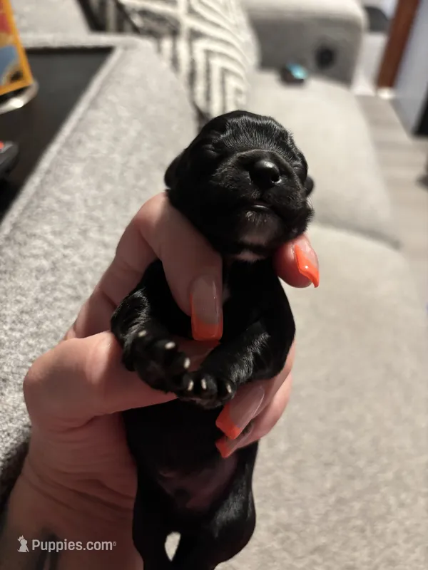 Male #3, a male Chihuahua for sale in Middletown, OH – 1 of 3