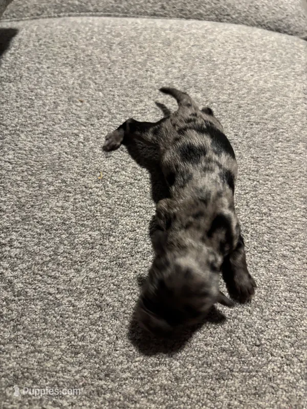 Male #6, a male Chihuahua for sale in Middletown, OH – 1 of 3