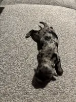 Male #6, a male Chihuahua for sale in Middletown, OH – 1 of 3