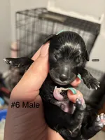 Male #5, a male Chihuahua for sale in Middletown, OH – 1 of 3