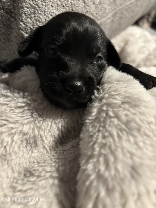 Male #5 – Chihuahua, Miniature Dachshund puppy for sale in Middletown, OH