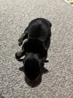 Female #4, a female Chihuahua for sale in Middletown, OH – 3 of 3
