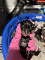 Female #4, a female Chihuahua for sale in Middletown, OH – 2 of 3
