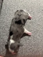 Male #1, a male Chihuahua for sale in Middletown, OH – 2 of 3