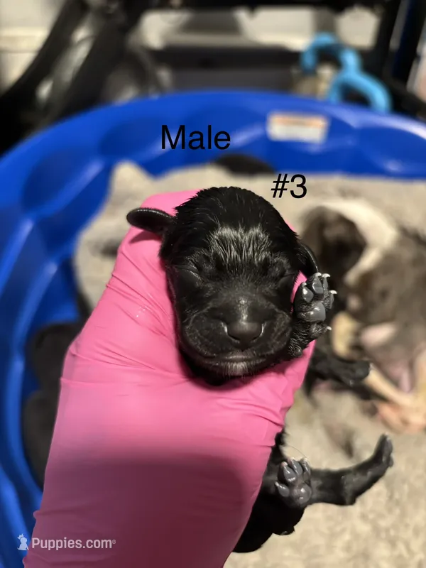 Male #3 – Chihuahua puppy for sale in Middletown, OH