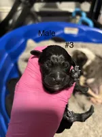 Male #3, a male Chihuahua for sale in Middletown, OH – 2 of 3