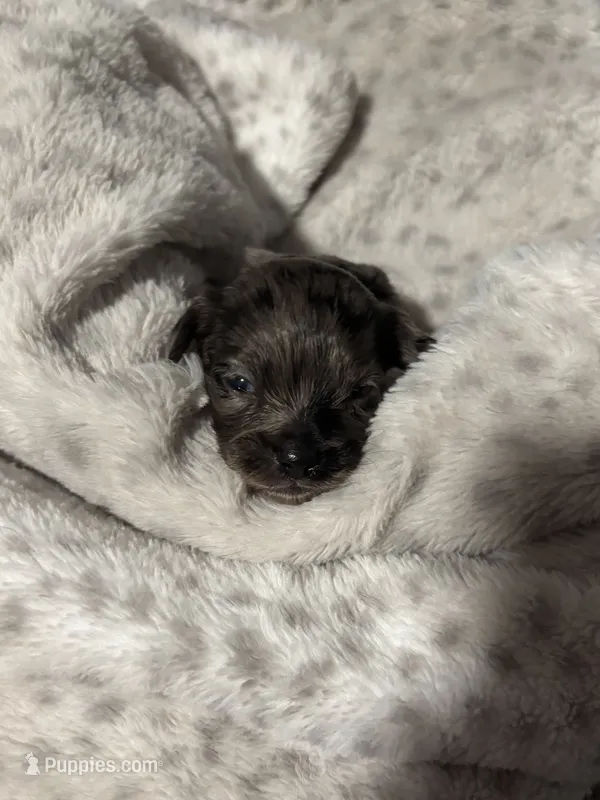 Male #6 – Dachshund, Chihuahua puppy for sale in Middletown, OH