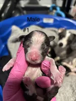 Male #1, a male Chihuahua for sale in Middletown, OH – 3 of 3