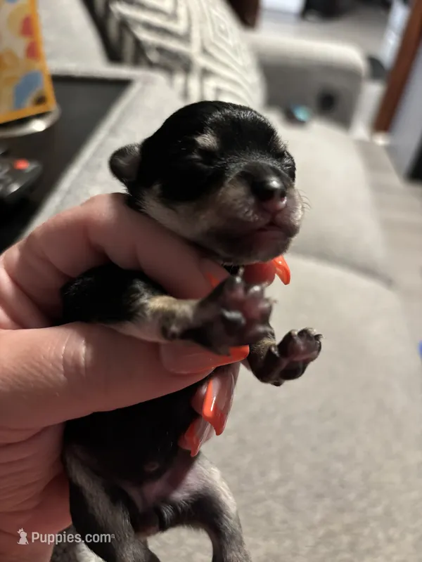 Female #4, a female Chihuahua for sale in Middletown, OH – 1 of 3