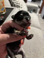 Female #4, a female Chihuahua for sale in Middletown, OH – 1 of 3