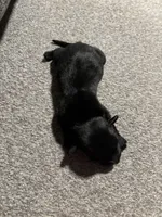 Male #5, a male Chihuahua for sale in Middletown, OH – 3 of 3