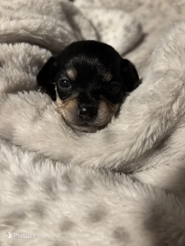 Female #4 – Chihuahua, Miniature Dachshund puppy for sale in Middletown, OH