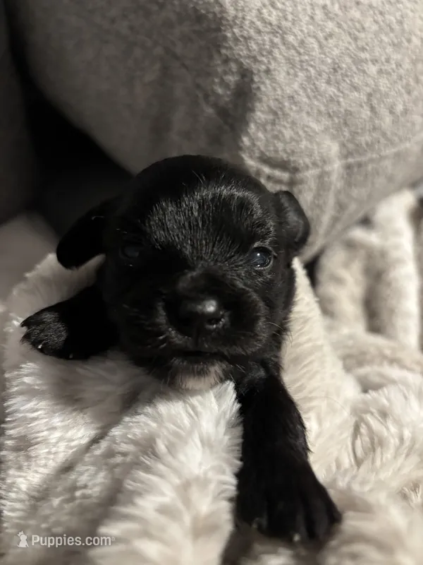 Male #3 – Chihuahua, Miniature Dachshund puppy for sale in Middletown, OH