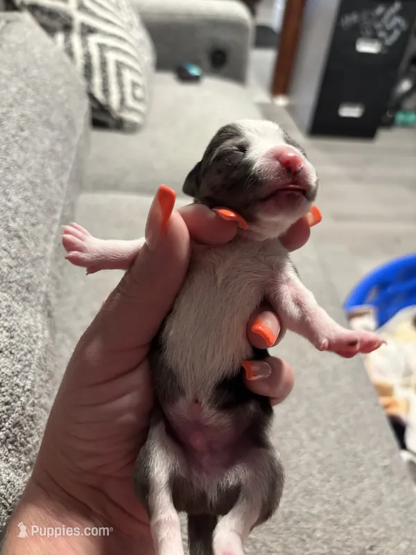 Male #1 – Chihuahua puppy for sale in Middletown, OH