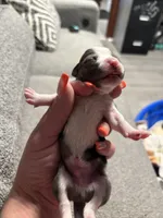 Male #1, a male Chihuahua for sale in Middletown, OH – 1 of 3