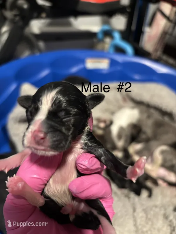 Male #2 – Chihuahua puppy for sale in Middletown, OH