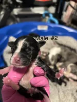 Male #2, a male Chihuahua for sale in Middletown, OH – 2 of 2