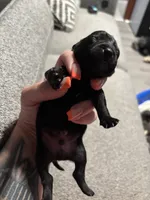 Male #5, a male Chihuahua for sale in Middletown, OH – 2 of 3