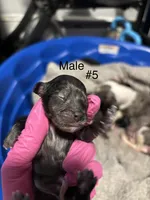 Male #6, a male Chihuahua for sale in Middletown, OH – 3 of 3