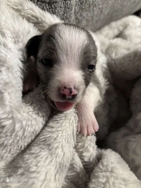 Male #1 – Chihuahua, Miniature Dachshund puppy for sale in Middletown, OH