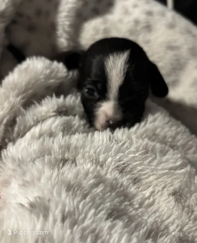Male #2 – Chihuahua, Miniature Dachshund puppy for sale in Middletown, OH